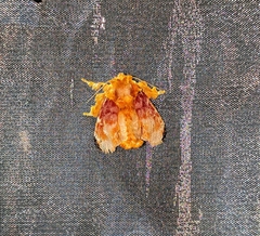 Cheromettia sumatrensis