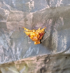 Cheromettia sumatrensis