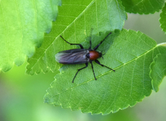 Bibio hortulanus