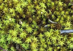 Pseudocrossidium crinitum