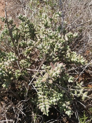 Crassula mesembryanthoides
