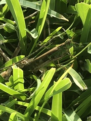 Aiolopus thalassinus tamulus