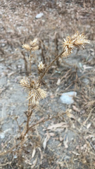 Carduus pycnocephalus