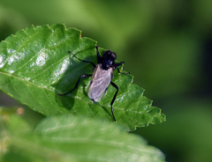 Bibio hortulanus
