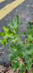 Senecio vulgaris