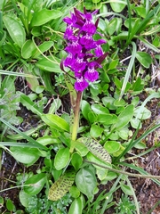 Dactylorhiza lapponica