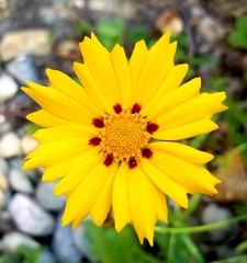 Coreopsis lanceolata