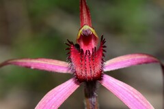 Caladenia fulva