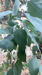 Eucalyptus cinerea