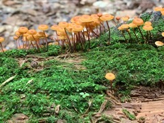 Armillaria