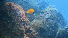 Forcipiger