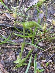 Pterostylis unicornis