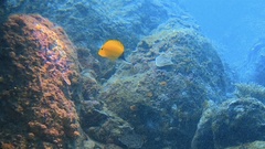 Forcipiger