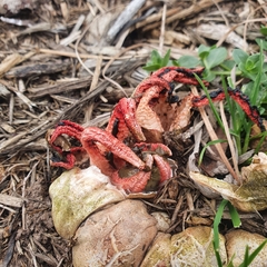 Clathrus archeri