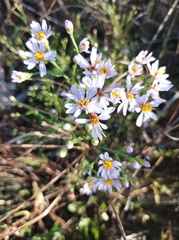 Tripolium pannonicum