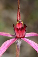 Caladenia fulva