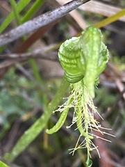 Pterostylis unicornis