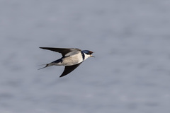 Hirundo albigularis