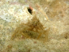 Epialtidae