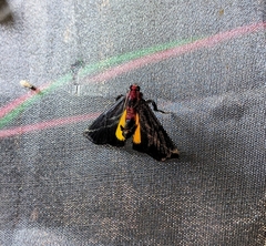 Toccolosida rubriceps