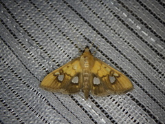 Nosophora semitritalis