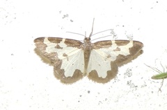 Lomaspilis marginata