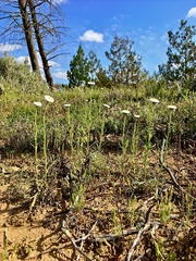 Polycalymma stuartii