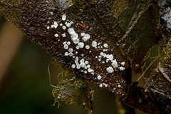 Calyptella capula