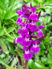Dactylorhiza lapponica