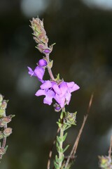 Prostanthera