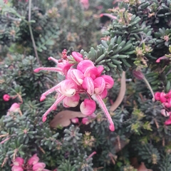 Grevillea lanigera