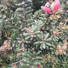 Grevillea lanigera