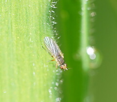 Empidoidea