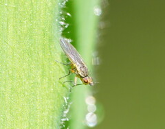 Empidoidea