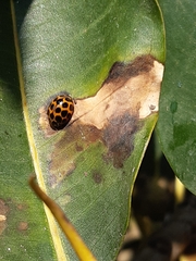 Harmonia conformis