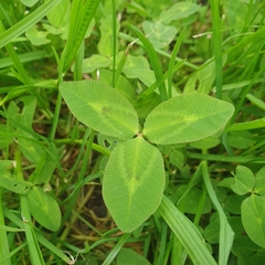 Trifolium