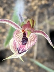 Caladenia cardiochila