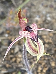 Caladenia cardiochila