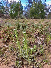 Polycalymma stuartii