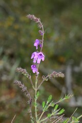 Prostanthera