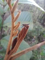Rhinotia lineata