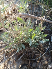 Atriplex portulacoides