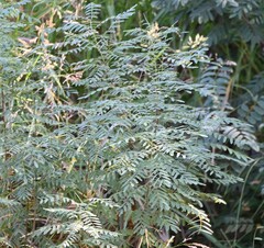 Robinia pseudoacacia
