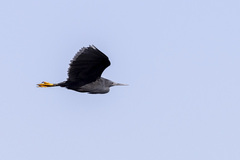 Egretta ardesiaca