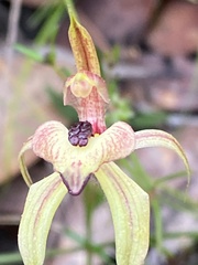 Caladenia cardiochila