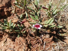 Pachypodium bispinosum