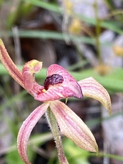 Caladenia cardiochila