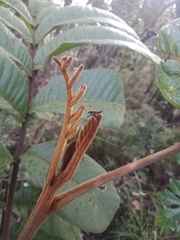 Rhinotia lineata