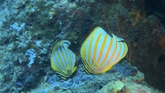Chaetodon ornatissimus