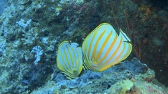 Chaetodon ornatissimus